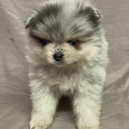 chiot Spitz allemand BRINDA spitz naine disponible Domaine de la Chantelaie