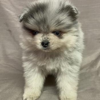 chiot Spitz allemand BRINDA spitz naine disponible Domaine de la Chantelaie