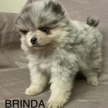 chiot Spitz allemand BRINDA spitz naine disponible Domaine de la Chantelaie