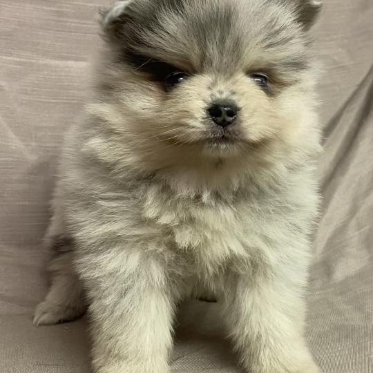 chiot Spitz allemand BRINDA spitz naine disponible Domaine de la Chantelaie