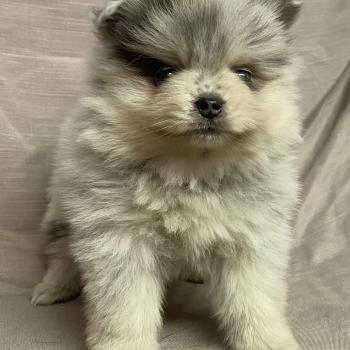 chiot Spitz allemand BRINDA spitz naine disponible Domaine de la Chantelaie