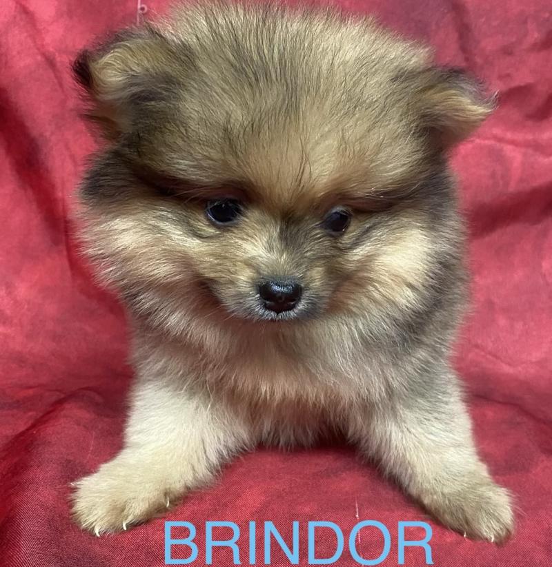 BRINDOR Spitz disponible Mâle Spitz allemand