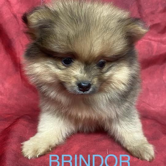 chiot Spitz allemand BRINDOR Spitz disponible Domaine de la Chantelaie