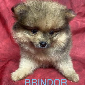 chiot Spitz allemand BRINDOR Spitz disponible Domaine de la Chantelaie
