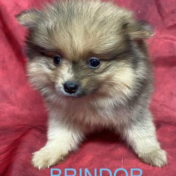 chiot Spitz allemand BRINDOR Spitz disponible Domaine de la Chantelaie