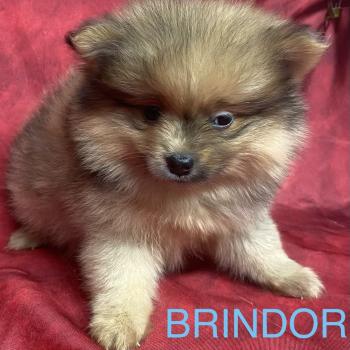 chiot Spitz allemand BRINDOR Spitz disponible Domaine de la Chantelaie