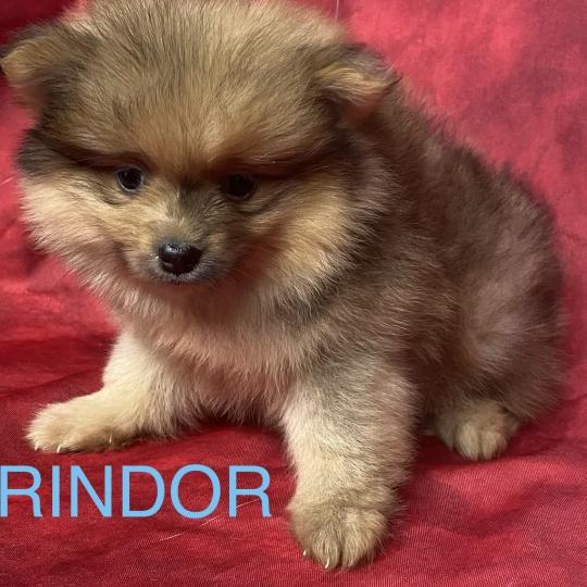 chiot Spitz allemand BRINDOR Spitz disponible Domaine de la Chantelaie