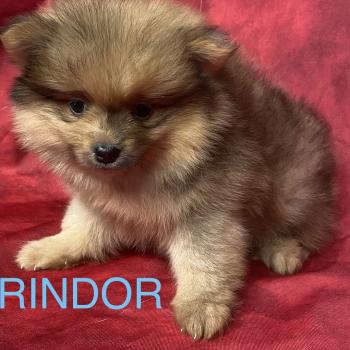 chiot Spitz allemand BRINDOR Spitz disponible Domaine de la Chantelaie