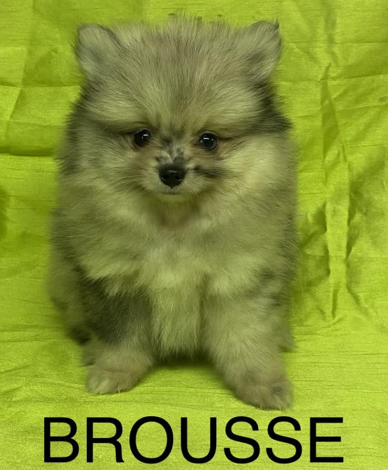 BROUSSE spitz DISPONIBLE Femelle Spitz allemand