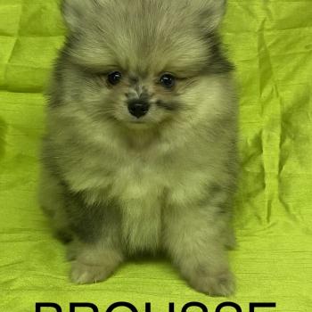 chiot Spitz allemand BROUSSE spitz DISPONIBLE Domaine de la Chantelaie