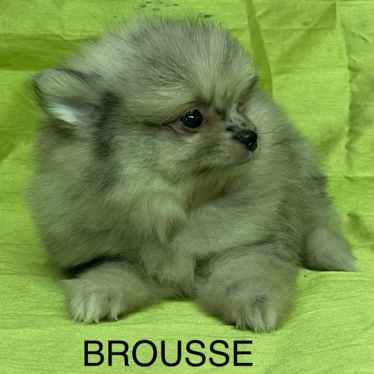 chiot Spitz allemand BROUSSE spitz DISPONIBLE Domaine de la Chantelaie