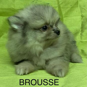 chiot Spitz allemand BROUSSE spitz DISPONIBLE Domaine de la Chantelaie