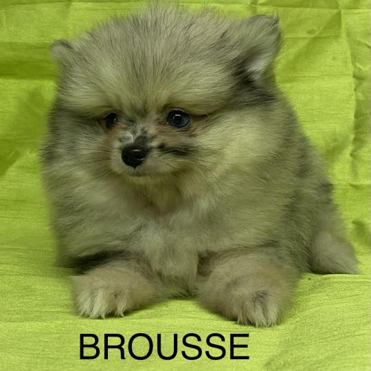 chiot Spitz allemand BROUSSE spitz DISPONIBLE Domaine de la Chantelaie