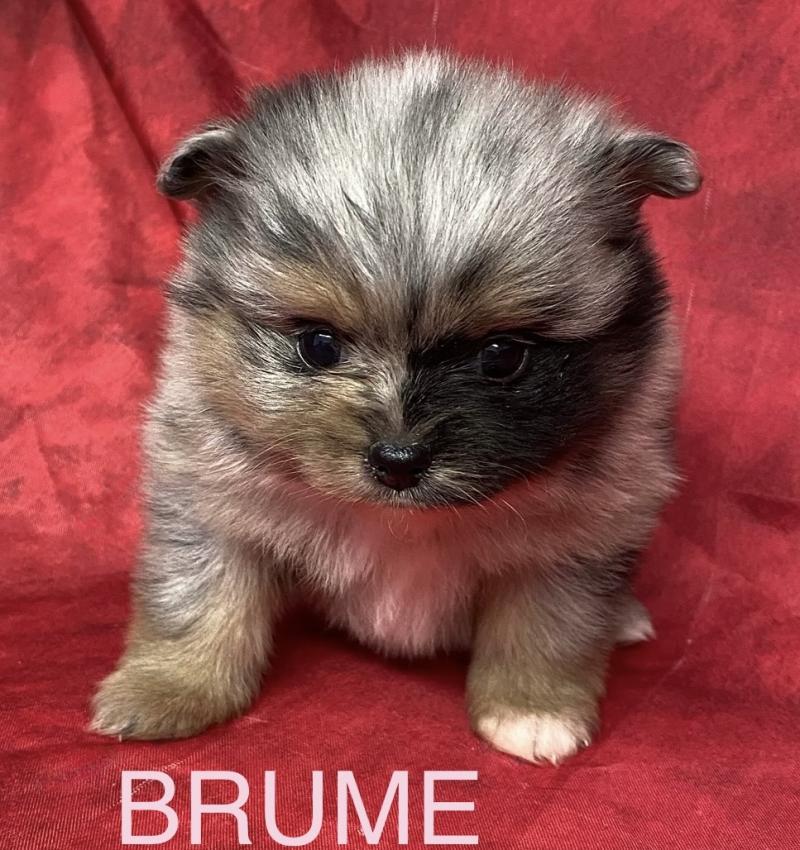 BRUME spitz à réserver Femelle Spitz allemand