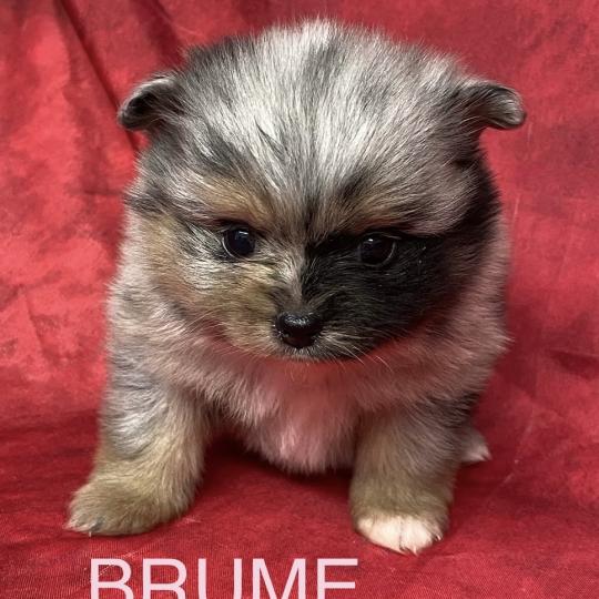 chiot Spitz allemand BRUME spitz à réserver Domaine de la Chantelaie