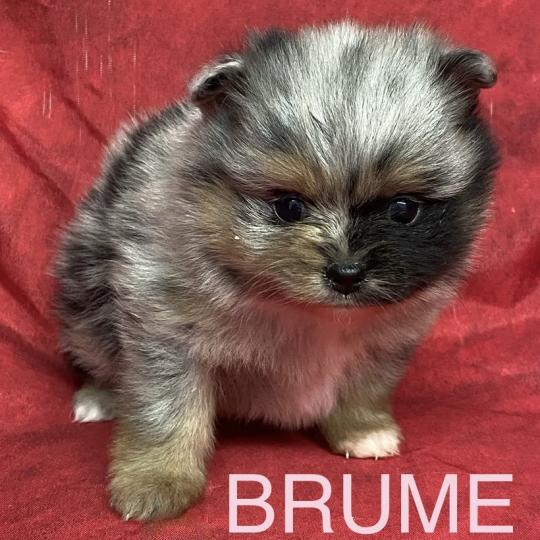chiot Spitz allemand BRUME spitz à réserver Domaine de la Chantelaie