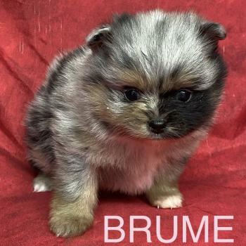 chiot Spitz allemand BRUME spitz à réserver Domaine de la Chantelaie