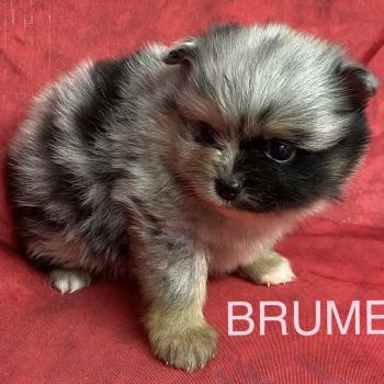 chiot Spitz allemand BRUME spitz à réserver Domaine de la Chantelaie