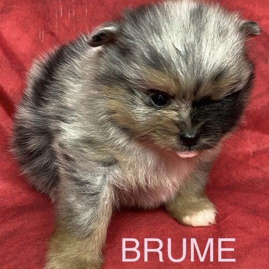 chiot Spitz allemand BRUME spitz à réserver Domaine de la Chantelaie