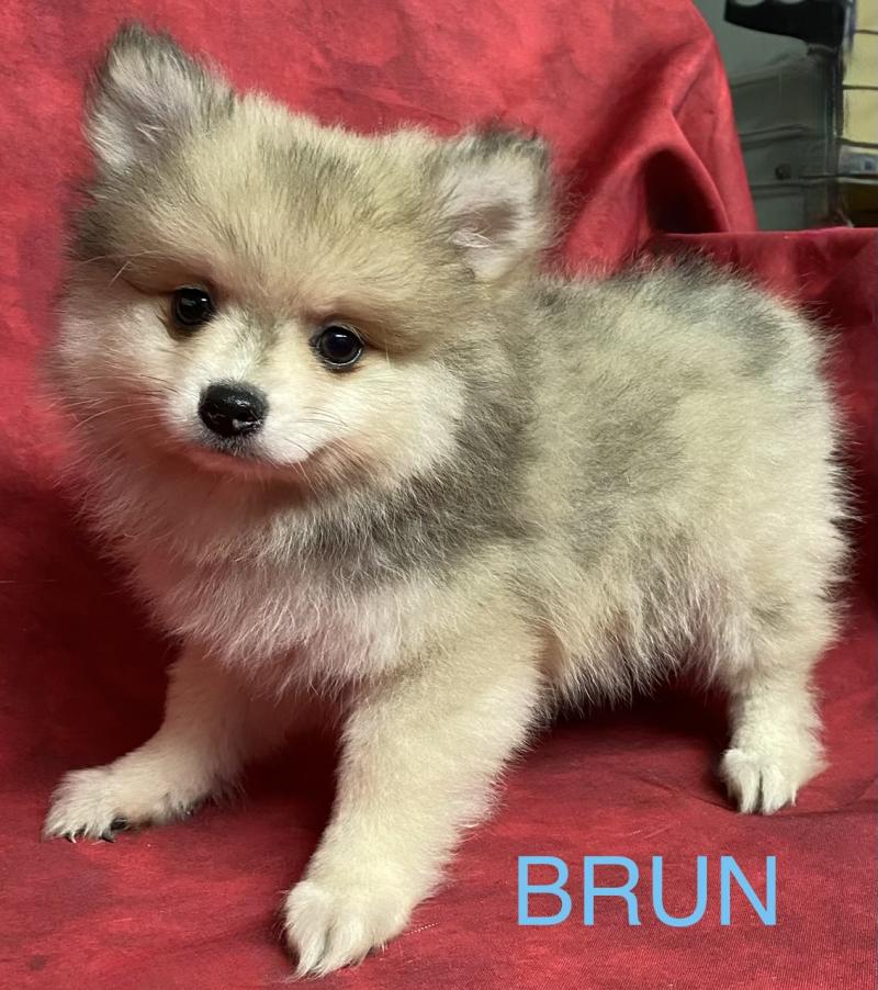 BRUN spitz disponible Mâle Spitz allemand