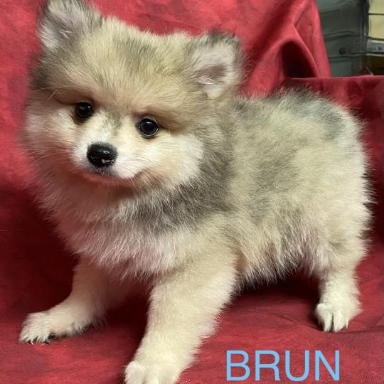chiot Spitz allemand BRUN spitz disponible Domaine de la Chantelaie