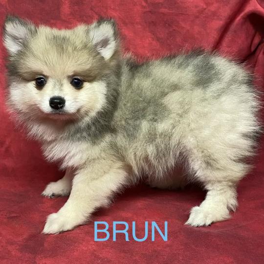 chiot Spitz allemand BRUN spitz disponible Domaine de la Chantelaie