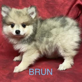 chiot Spitz allemand BRUN spitz disponible Domaine de la Chantelaie