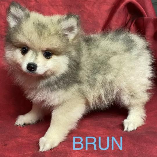 chiot Spitz allemand BRUN spitz disponible Domaine de la Chantelaie