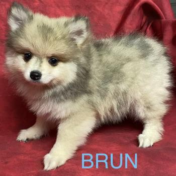 chiot Spitz allemand BRUN spitz disponible Domaine de la Chantelaie