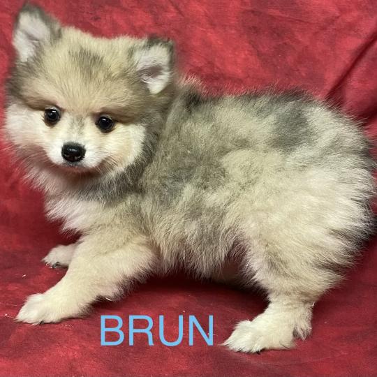 chiot Spitz allemand BRUN spitz disponible Domaine de la Chantelaie