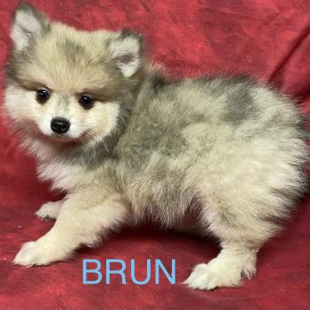 chiot Spitz allemand BRUN spitz disponible Domaine de la Chantelaie