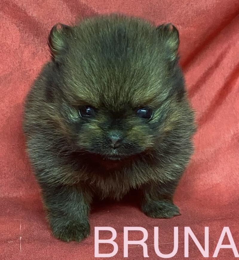 BRUNA spitz à réserver Femelle Spitz allemand