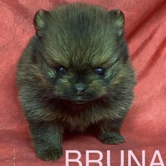 chiot Spitz allemand BRUNA spitz à réserver Domaine de la Chantelaie