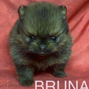 chiot Spitz allemand BRUNA spitz à réserver Domaine de la Chantelaie