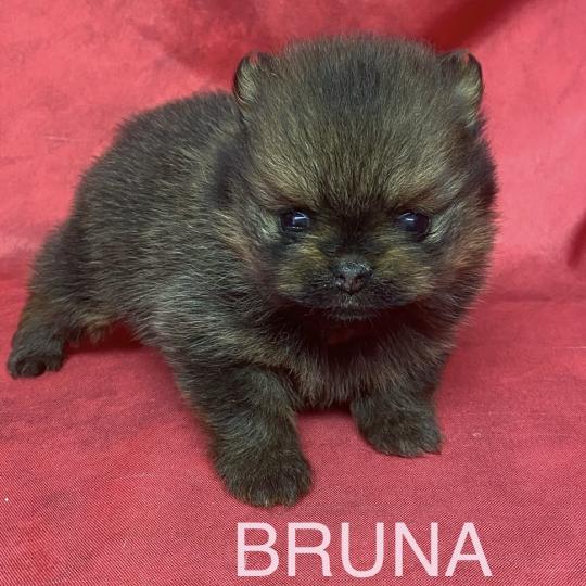 chiot Spitz allemand BRUNA spitz à réserver Domaine de la Chantelaie