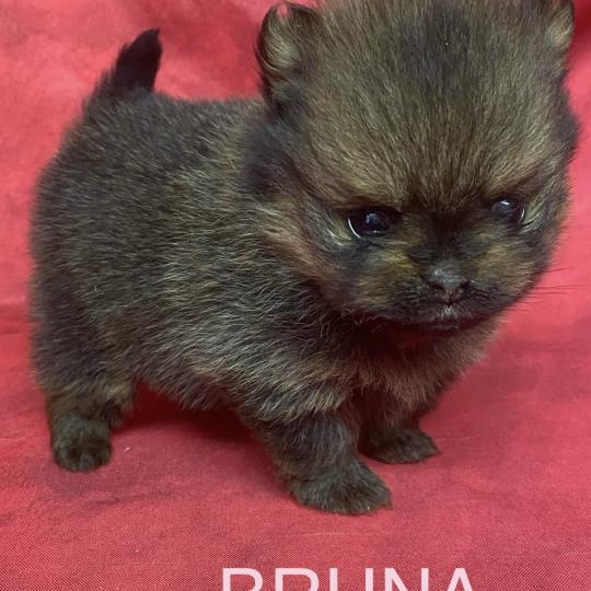 chiot Spitz allemand BRUNA spitz à réserver Domaine de la Chantelaie