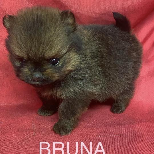 chiot Spitz allemand BRUNA spitz à réserver Domaine de la Chantelaie