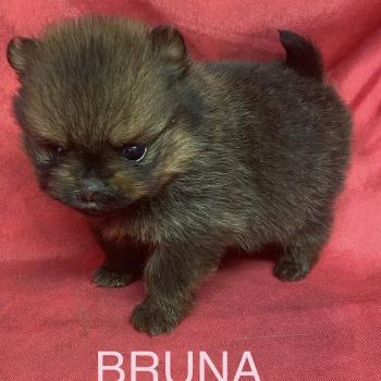 chiot Spitz allemand BRUNA spitz à réserver Domaine de la Chantelaie