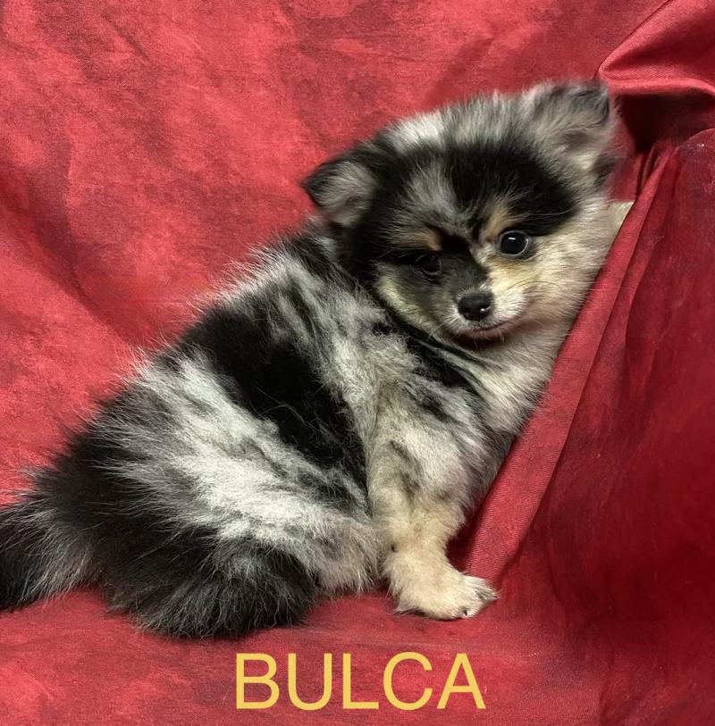 BULCA spitz disponible Femelle Spitz allemand