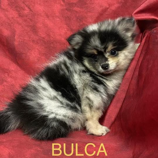 chiot Spitz allemand BULCA spitz disponible Domaine de la Chantelaie