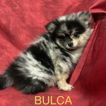 chiot Spitz allemand BULCA spitz disponible Domaine de la Chantelaie
