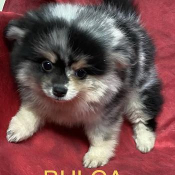 chiot Spitz allemand BULCA spitz disponible Domaine de la Chantelaie