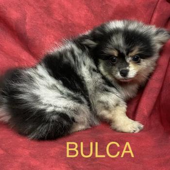chiot Spitz allemand BULCA spitz disponible Domaine de la Chantelaie
