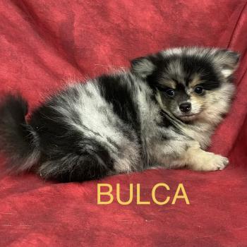 chiot Spitz allemand BULCA spitz disponible Domaine de la Chantelaie