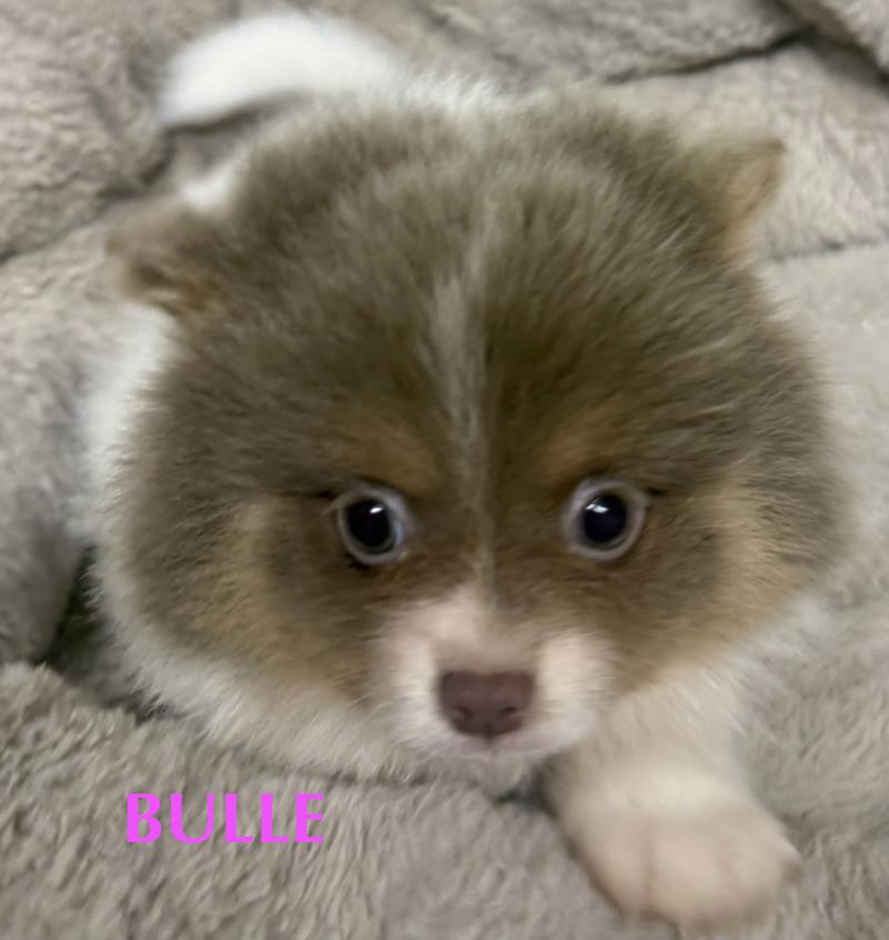 BULLE spitz  disponible Femelle Spitz allemand