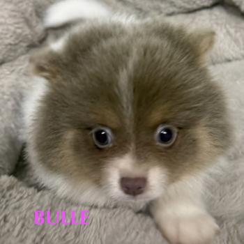 chiot Spitz allemand BULLE spitz  disponible Domaine de la Chantelaie