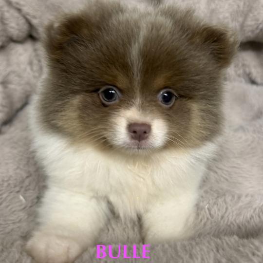 chiot Spitz allemand BULLE spitz  disponible Domaine de la Chantelaie