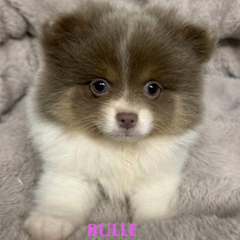 chiot Spitz allemand BULLE spitz  disponible Domaine de la Chantelaie