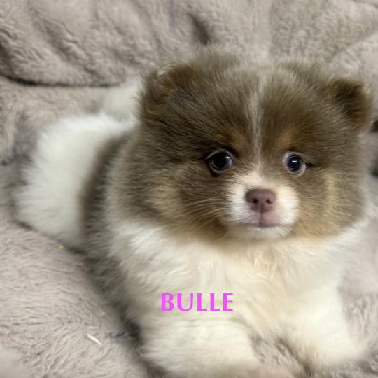 chiot Spitz allemand BULLE spitz  disponible Domaine de la Chantelaie