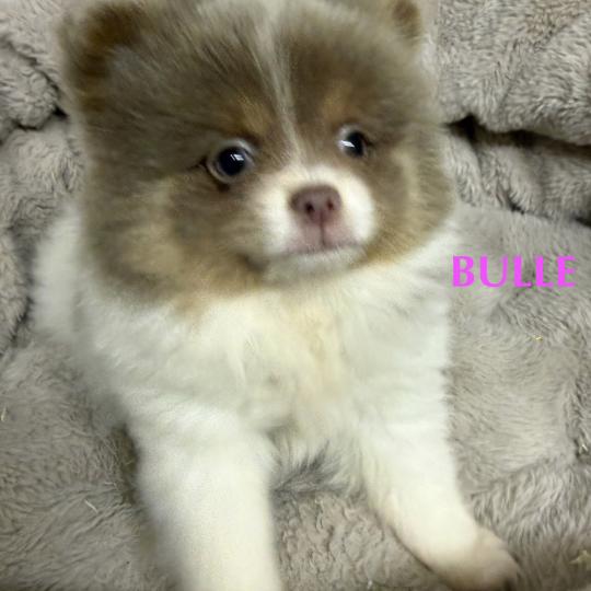 chiot Spitz allemand BULLE spitz  disponible Domaine de la Chantelaie
